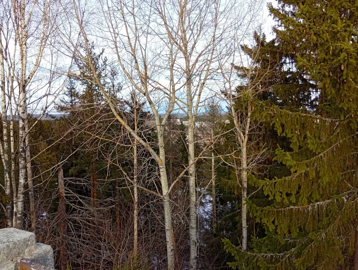 post-3398-1741589663c6a8_thumb.webp