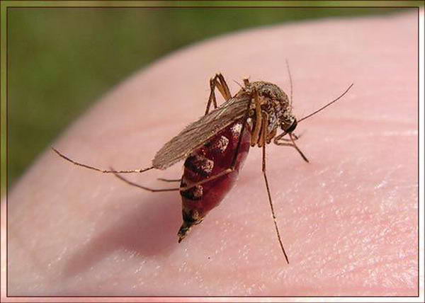 Комар денге. Комары живут при температуре. Малиновые комары. Лихорадка денге комар. Комары живут при температуре.